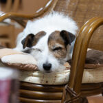 インタビュアー